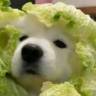 vegetable dog
